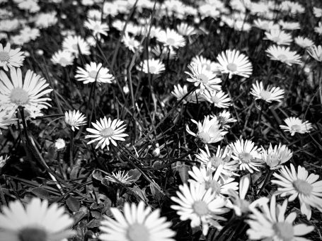 Gänseblumen